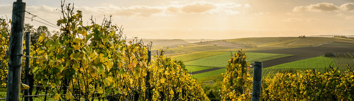 Les vins blancs secs - Le Baroudeur du Vin