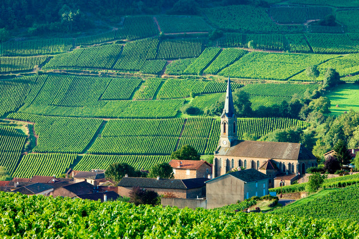 Voyage au Cœur des Vignes : Une Odyssée Œnologique à Travers la Bourgogne
