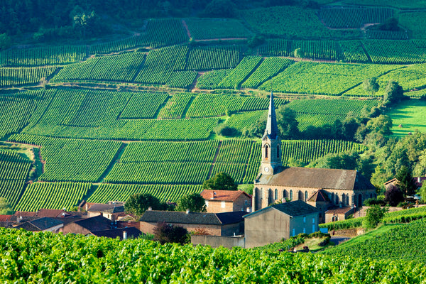 Voyage au Cœur des Vignes : Une Odyssée Œnologique à Travers la Bourgogne
