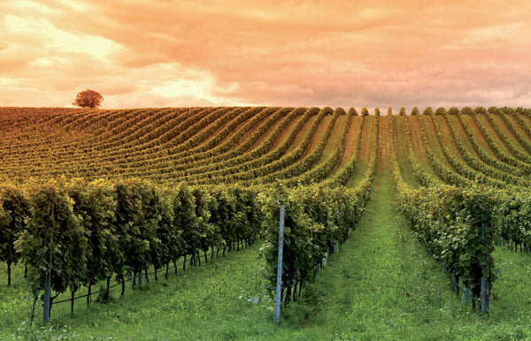 Montepulciano d'Abruzzo : Un vin rouge audacieux aux mille saveurs