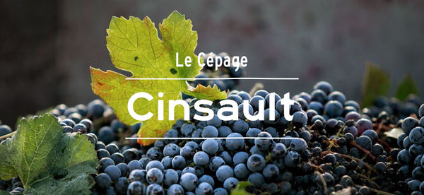 cépage cinsault