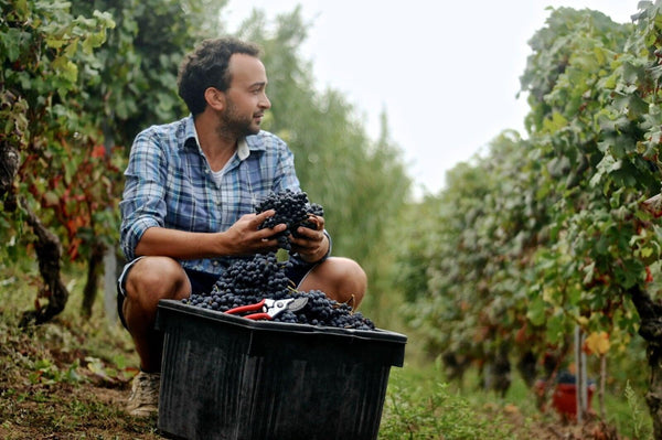 Les vins Moscato d'Asti : les secrets d'une production unique
