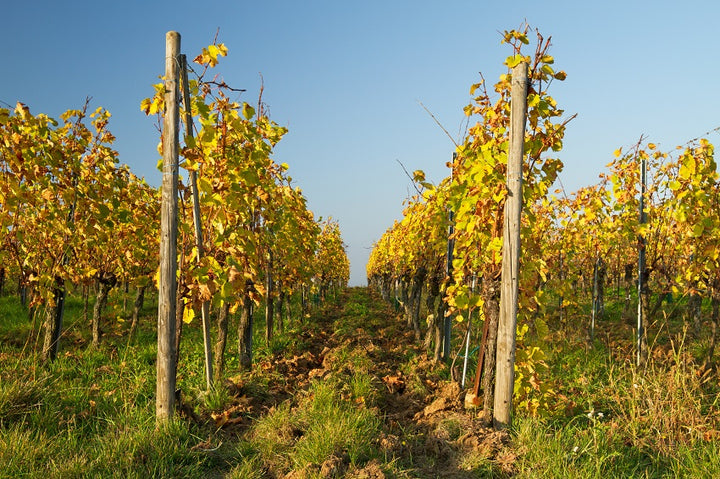 gewurztraminer vendange tardive