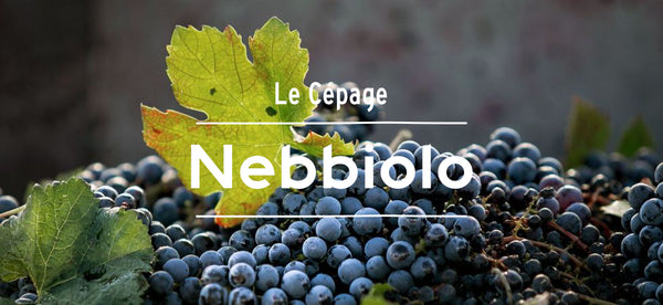 vin rouge cépage nebbiolo