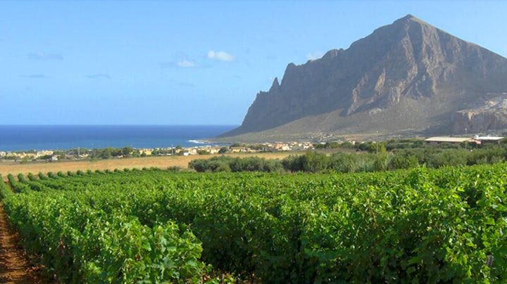 Nero d'Avola : le cépage à l'élégance ténébreuse des vins siciliens