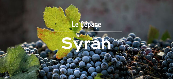 vin rouge cépage syrah