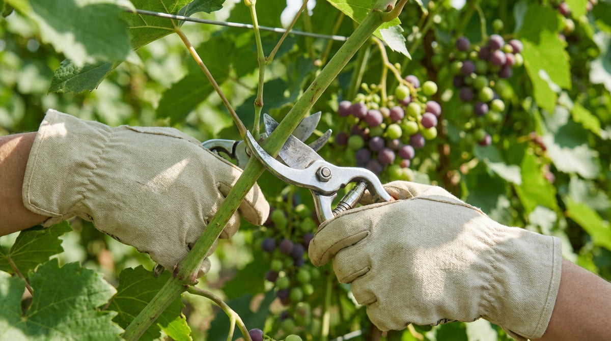 Comment tailler une vigne de raisin de table : la méthode pas à pas