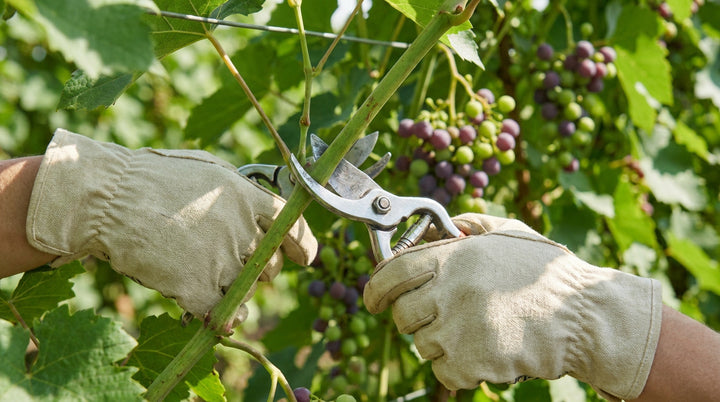 Comment tailler une vigne de raisin de table : la méthode pas à pas