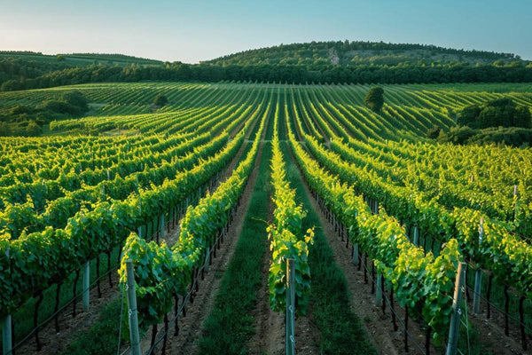 La Suède : nouvelle frontière du vin européen face au réchauffement climatique