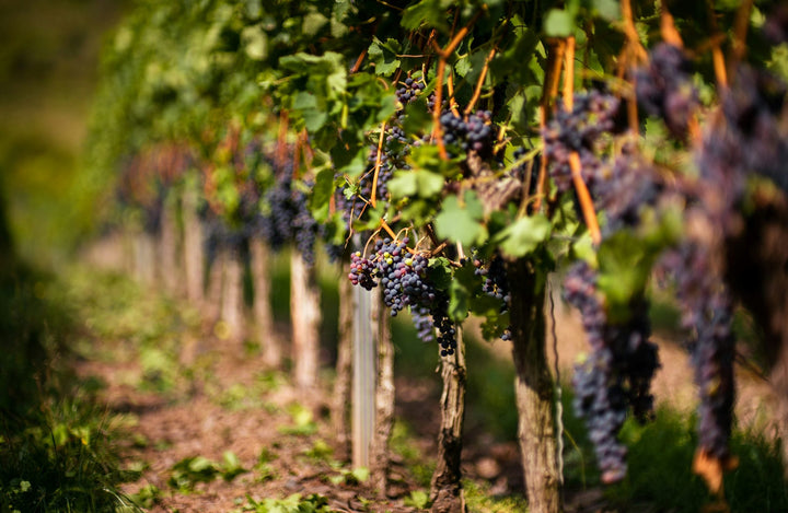 Quelle différence entre vin bio, vin nature et vin biodynamique ? Les distinctions expliquées