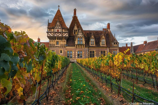 Hospices de Beaune : vente aux enchères résiliente malgré l'absence de records