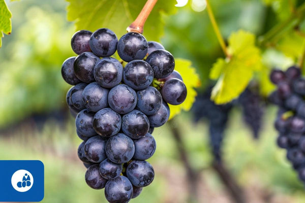 Trossen Aglianico, een druivenras uit Campanië dat bestudeerd wordt in onderzoek naar diabetische retinopathie