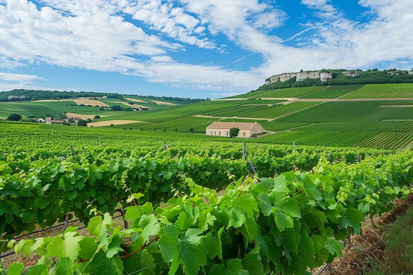 Chablis : les vignobles confrontés à un climat imprévisible et une récolte 2024 réduite